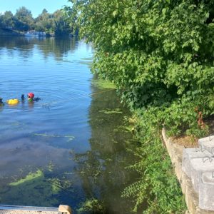 Seine plongeurs